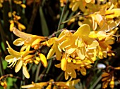 CROCOSMIA X CROCOSMIIFOLIA SOLFATARE