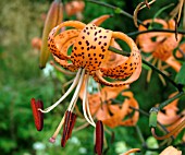 LILIUM HENRYI