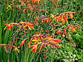 CROCOSMIA VULCAN