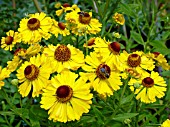 HELENIUM BLUTENTISCH