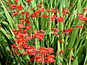 CROCOSMIA X CROCOSMIIFLORA RED KING