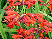 CROCOSMIA X CROCOSMIIFLORA RED KING