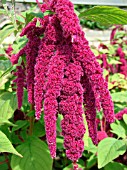 AMARANTHUS CAUDATUS (LOVE LIES BLEEDING)