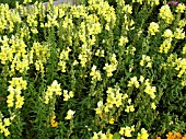 ANTIRRHINUM CANARY BIRD