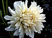 DAHLIA WHITE PERFECTION