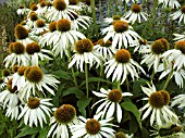 ECHINACEA PURPUREA WHITE SWAN