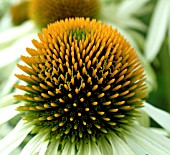 ECHINACEA PURPUREA WHITE SWAN