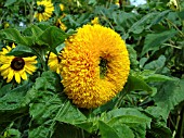 HELIANTHUS GINGER NUT