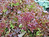 LETTUCE RED SALAD BOWL