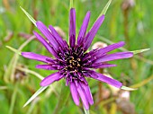 TRAGOPOGON PORRIFOLIUS (SALSIFY)