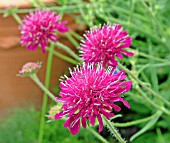 SCABIOSA (PINCUSHION)