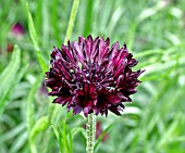 CENTAUREA CYANUS BLACK BALL