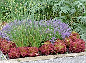 LETTUCE REVOLUTION EDGING TO LAVANDULA LITTLE LADY AND ALLIUM SPHAEROCEPHALON