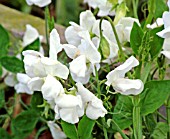 LATHYRUS SWAN LAKE (SWEET PEA)