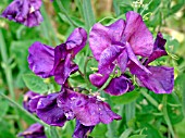 LATHYRUS BLUE VELVET(SWEET PEA)