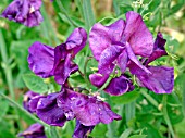 LATHYRUS BLUE VELVET(SWEET PEA)