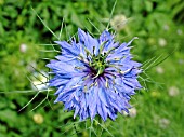 NIGELLA DAMASCENA (LOVE IN A MIST)