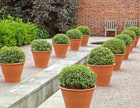 BUXUS_IN_CONTAINERS