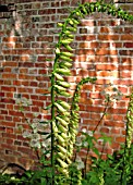 DIGITALIS VIRIDIFLORA