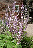 SALVIA SCLAREA (CLARY SAGE)