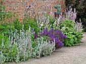 BLUE AND SILVER BORDER (STACHYS LANATA,  SALVIA SCLAREA)