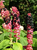 PHYTOLACCA AMERICANA (POKEWEED)