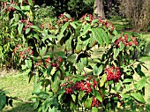 VIBURNUM RHYTIDOPHYLLUM DARTS DUKE