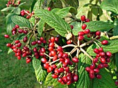 VIBURNUM RHYTIDOPHYLLUM DARTS DUKE