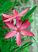 SCHIZOSTYLIS COCCINEA MAJOR (KAFFIR LILY)