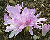 COLCHICUM WATERLILY (AUTUMN CROCUS)