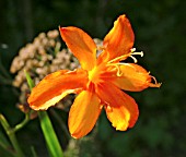 CROCOSMIA MALAHIDE CASTLE (MONTBRETIA)