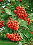 SORBUS HYBRIDA GIBBSII