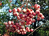 SORBUS CONRADINAE