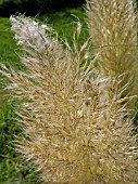 CORTADERIA SELLOANA  (PAMPAS GRASS)