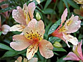 ALSTROEMERIA MOONLIGHT (PERUVIAN LILY)