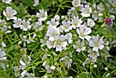 LIMNANTHES DOUGLASII NIVEA MERINGUE