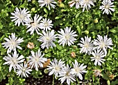 CREPIS RUBRA SNOW WHITE (HAWKSBEARD)