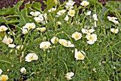 ESCHSCHOLZIA IVORY CASTLE (CALIFORNIA POPPY)