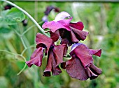 LATHYRUS WINSTON (SWEET PEA)