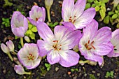 COLCHICUM GIGANTEUM (AUTUMN CROCUS)