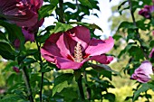 HIBISCUS SYRIACUS WOODBRIDGE