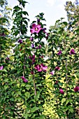 HIBISCUS SYRIACUS WOODBRIDGE