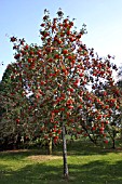 SORBUS HYBRIDA GIBBSII