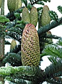 ABIES NOBILIS (PROCERA)