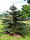 ABIES NOBILIS (PROCERA)