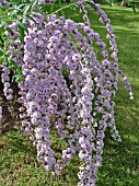 BUDDLEIA ALTERNIFOLIA