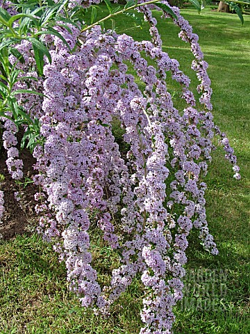 BUDDLEIA_ALTERNIFOLIA