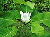 MAGNOLIA MACROPHYLLA (BIGLEAF MAGNOLIA)