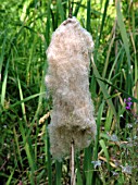 TYPHA LATIFOLIA (REEDMACE)