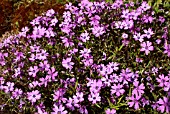 PHLOX SUBULATA PURPLE BEAUTY (MOSS PHLOX)